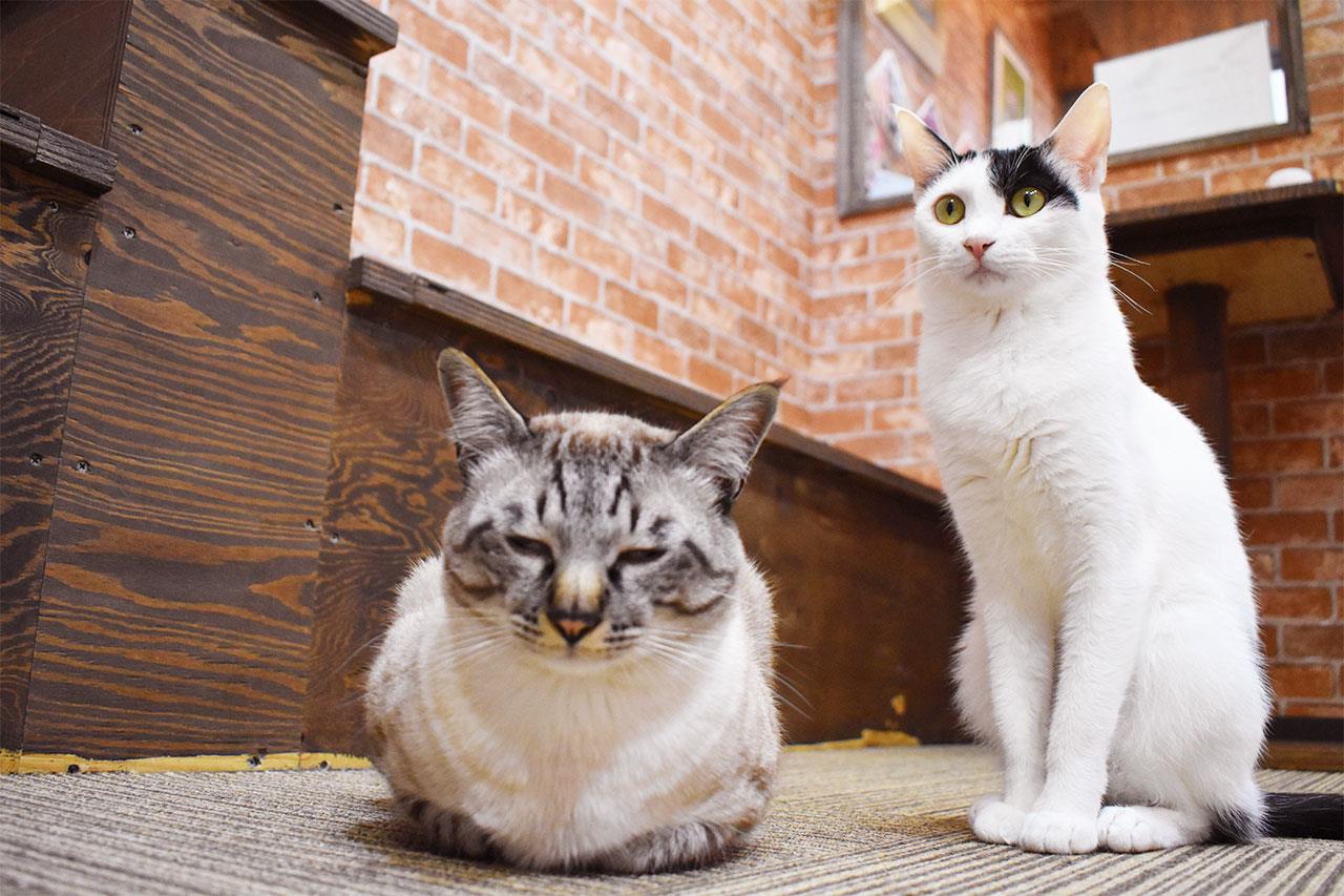 ねこ空間 チャモラ CYAMOLA